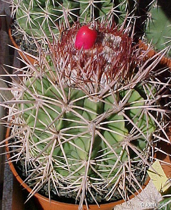 Melocactus curvispinus v. guitartii Manaquita, Cu ©JL